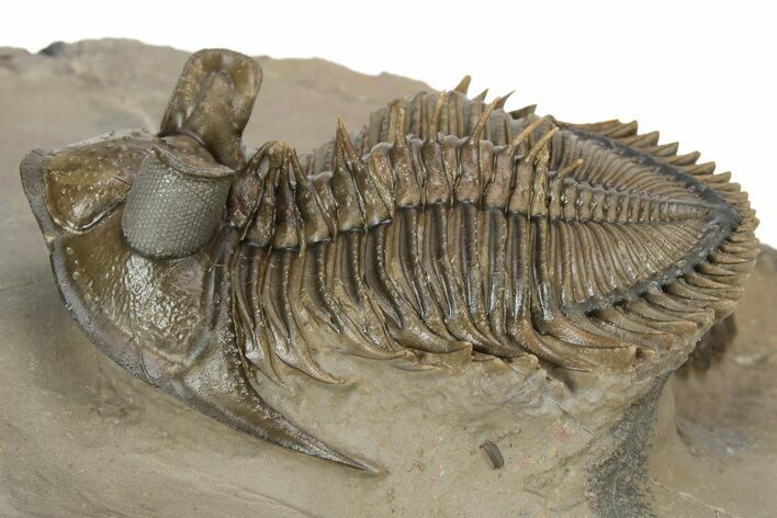 Amazing, Tower Eyed Erbenochile Trilobite - Morocco #232764